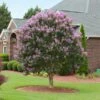 Muskogee Crape Myrtle Tree