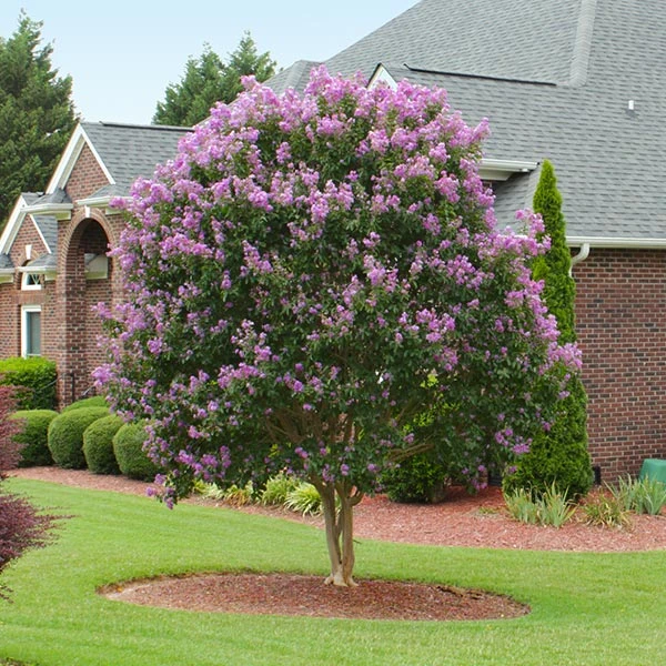 Muskogee Crape Myrtle Tree 3 Muskogee Crape Myrtle Tree