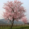 NE Plus Almond Tree -Brighter Blooms NE Plus Almond Tree 220