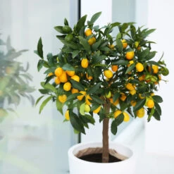 Nagami Kumquat Tree -Brighter Blooms Nagami Kumquat 2 BB