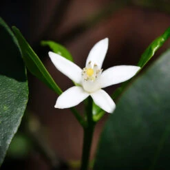 Nagami Kumquat Tree -Brighter Blooms Nagami Kumquat 4 BB