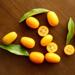 Nagami Kumquat Tree -Brighter Blooms Nagami Kumquat 5 BB