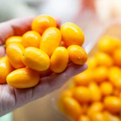 Nagami Kumquat Tree -Brighter Blooms Nagami Kumquat 8 BB