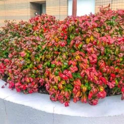 Fire Power Nandina Shrub