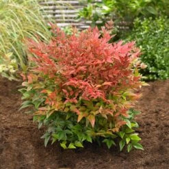Obsession™ Nandina Shrub -Brighter Blooms Nandina Obsession 2