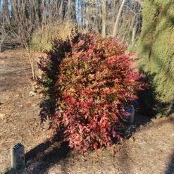 Obsession™ Nandina Shrub -Brighter Blooms Nandina Obsession 3