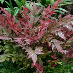 Obsession™ Nandina Shrub -Brighter Blooms Nandina Obsession 5 BB