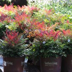 Obsession™ Nandina Shrub -Brighter Blooms Nandina Obsession 7 BB