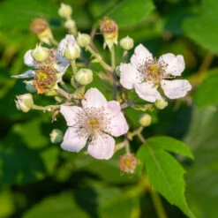 Navaho Blackberry 9 Navaho Blackberry -Brighter Blooms Navaho Blackberry 1
