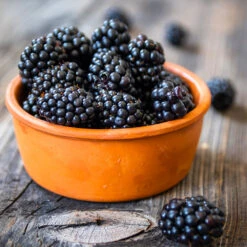 Navaho Blackberry 10 Navaho Blackberry -Brighter Blooms Navaho Blackberry 4 BB