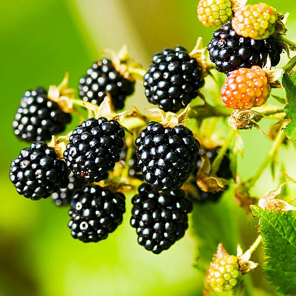 Navaho Blackberry 3 Navaho Blackberry