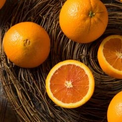 Navel Orange Tree 9 Navel Orange Tree -Brighter Blooms Navel Orange 3 BB 604a991f 7055 4201 9ddd 1e1e6b4d59fb