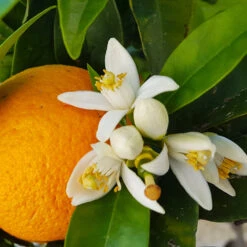 Navel Orange Tree 10 Navel Orange Tree -Brighter Blooms Navel Orange 4 36435461 108a 477f 9cef 2c3597d440b3