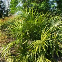 Needle Palm Tree -Brighter Blooms Needle Palm 2