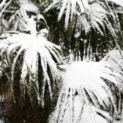 Needle Palm Tree -Brighter Blooms Needle Palm 5 BB