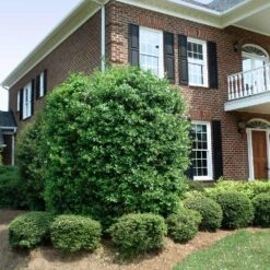 Nellie Stevens Holly Tree -Brighter Blooms Nellie Stevens Holly 4 BB