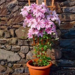 Nelly Moser Clematis Vine -Brighter Blooms Nely Moser Clematis 2 BB