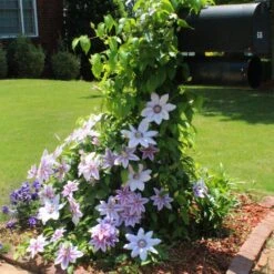 Nelly Moser Clematis Vine -Brighter Blooms Nely Moser Clematis 3