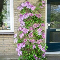 Nelly Moser Clematis Vine -Brighter Blooms Nely Moser Clematis 4 BB