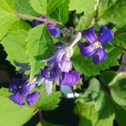 New Love Clematis Shrub 9 New Love Clematis Shrub -Brighter Blooms New Love clematis 1