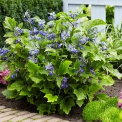 New Love Clematis Shrub 8 New Love Clematis Shrub -Brighter Blooms New Love clematis 5