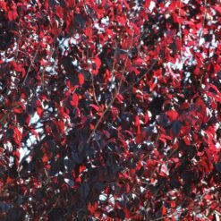 Newport Plum Tree 10 Newport Plum Tree -Brighter Blooms Newport Flowering Plum 2