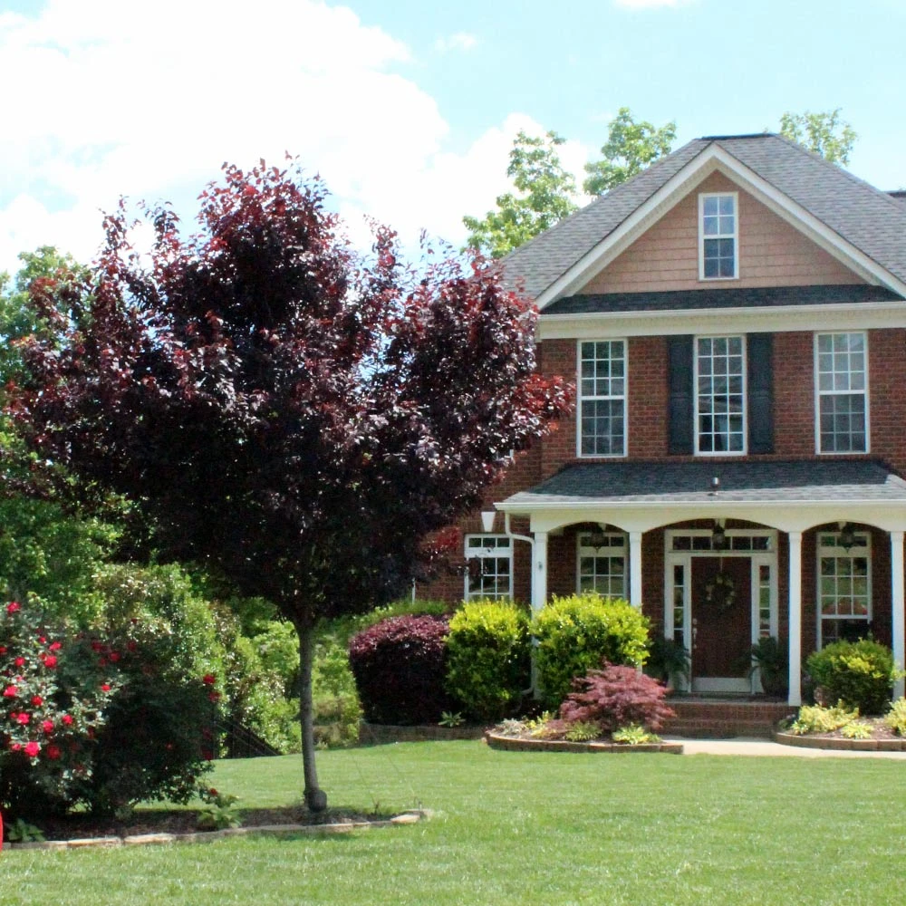 Newport Plum Tree 5 Newport Plum Tree - Image 3