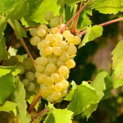 Niagara Grape Vine -Brighter Blooms Niagara Grape 3 BB
