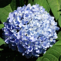 Nikko Blue Hydrangea Shrub -Brighter Blooms Nikko Blue Hydrangea 2 BB