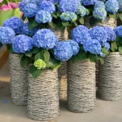 Nikko Blue Hydrangea Shrub -Brighter Blooms Nikko Blue Hydrangea 3 BB