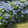 Nikko Blue Hydrangea Shrub 1 Nikko Blue Hydrangea Shrub -Brighter Blooms Nikko Blue Hydrangea BB 600x600 8302e6a7 cdff 4202 b1f8 31845f77d207