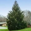 Norway Spruce Tree -Brighter Blooms Norway Spruce 600x600 BBB