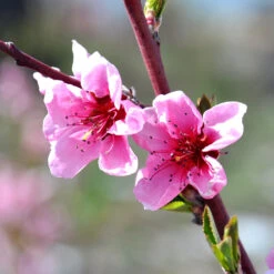 Indian Free White Peach Tree -Brighter Blooms OHenry Peach 1 564ad7e7 91d1 44f9 8d7a 7b5ef8d99b59