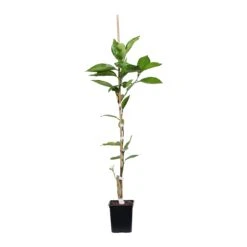 Valencia Orange Tree -Brighter Blooms ORG VOG 12 1QT