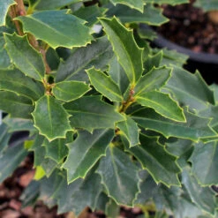 Oak Leaf™ Holly Tree -Brighter Blooms Oak Leaf Holly 3