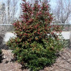 Oak Leaf™ Holly Tree -Brighter Blooms Oak Leaf Holly 4