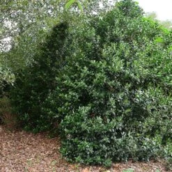 Oak Leaf™ Holly Tree -Brighter Blooms Oak Leaf Holly 5 BB