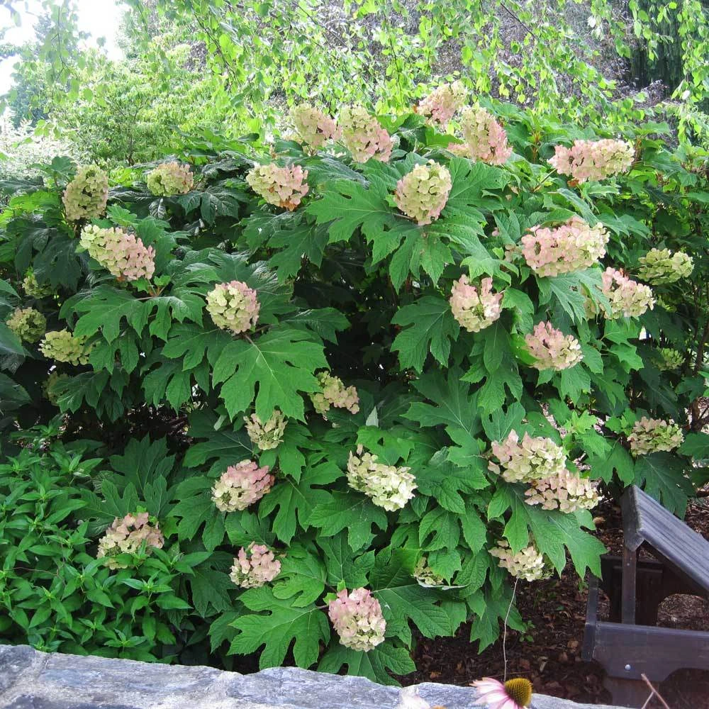 Oakleaf Hydrangea Shrub 4 Oakleaf Hydrangea Shrub - Image 2