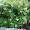 Oakleaf Hydrangea Shrub -Brighter Blooms Oakleaf Hydrangea BB 600x600 9a64549d 35ae 40a4 852a eff1349356c7