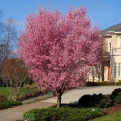 Okame Cherry Tree 11 Okame Cherry Tree -Brighter Blooms Okame Cherry 1 BB