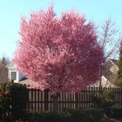 Okame Cherry Tree 14 Okame Cherry Tree -Brighter Blooms Okame Cherry 3 BB