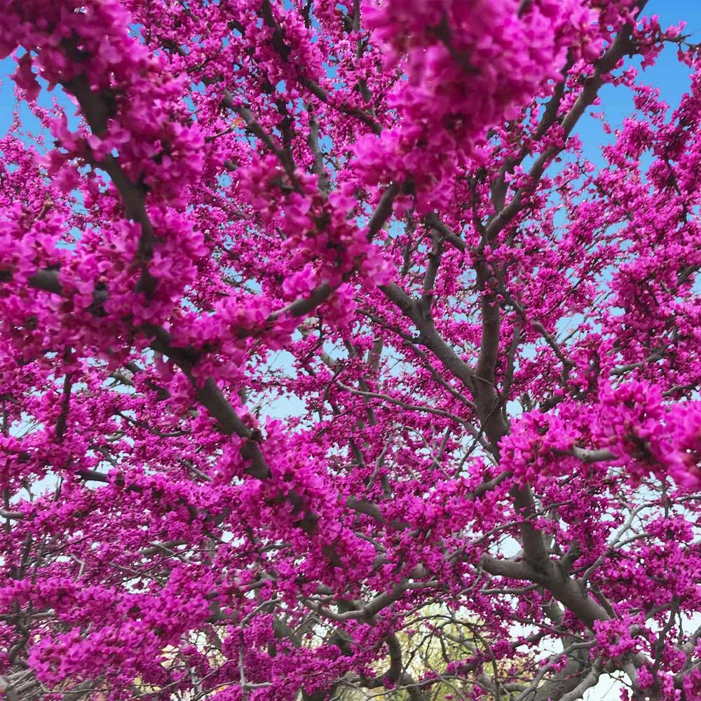Oklahoma Redbud Tree 5 Oklahoma Redbud Tree - Image 3