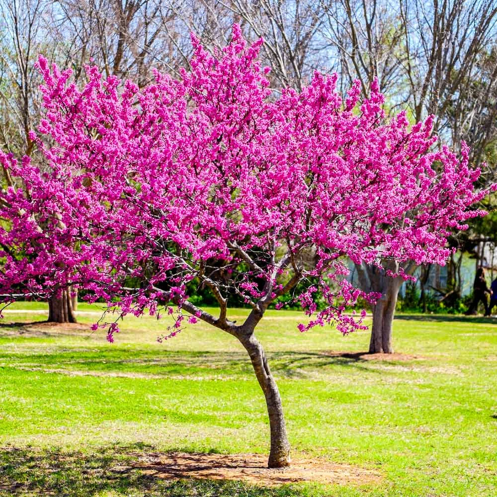 Oklahoma Redbud Tree 4 Oklahoma Redbud Tree - Image 2