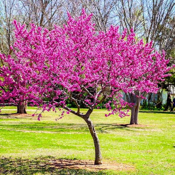 Oklahoma Redbud Tree 3 Oklahoma Redbud Tree