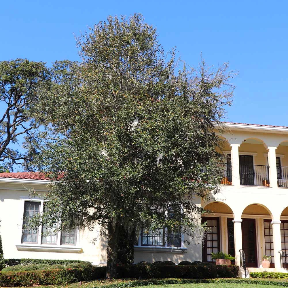 Oliana Olive Tree 4 Oliana Olive Tree - Image 2