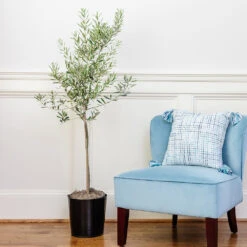 Oliana Olive Tree 7 Oliana Olive Tree -Brighter Blooms Oliana olive 1 ef2606b8 f443 41e0 a064 063d8695b3d9