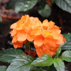 Orange Marmalade Crossandra -Brighter Blooms Orange Marrmelade Crossandra 1 BB