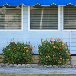 Orange Marmalade Crossandra -Brighter Blooms Orange Marrmelade Crossandra 4