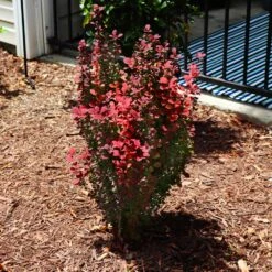 Orange Rocket Barberry Shrub -Brighter Blooms Orange Rocket Barberry 5 FGT