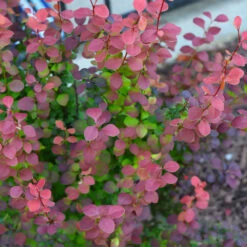 Orange Rocket Barberry Shrub -Brighter Blooms Orange Rocket Barberry 6 bb